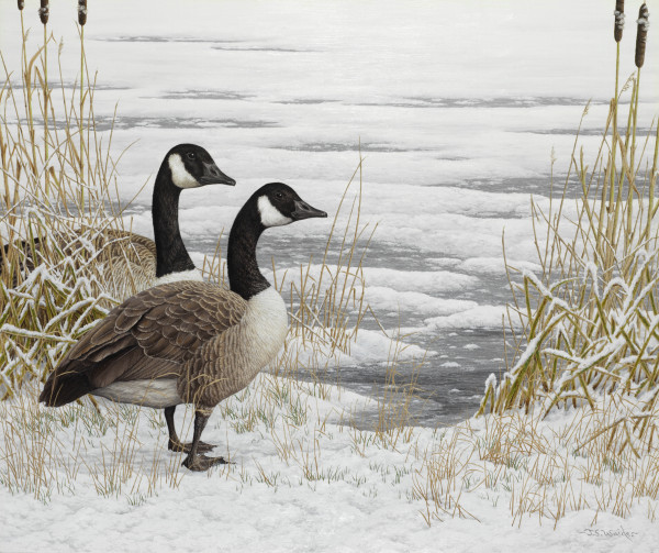 Canada Geese – Snow Bound