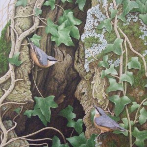 X (SOLD) Nuthatches