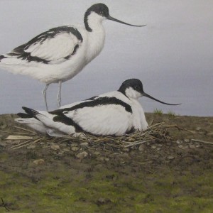 X(SOLD) Avocets