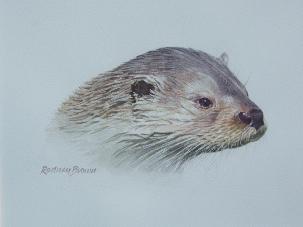 X04 (SOLD) Fenland Otter