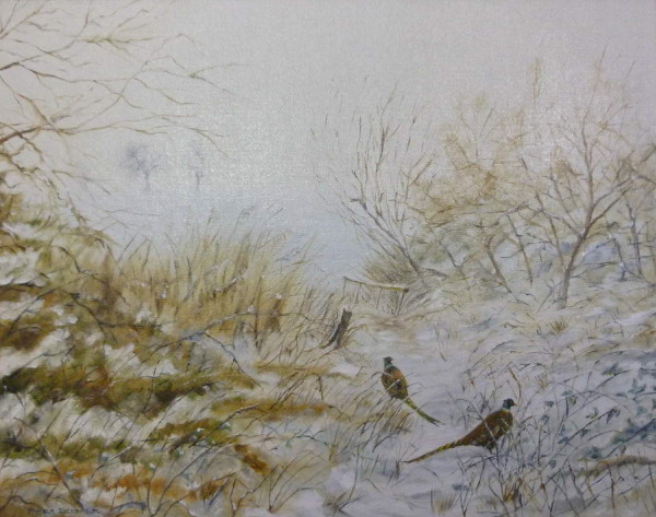 Scenes – Pheasants along the footpath to Braydeston