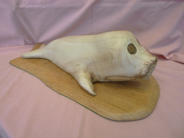 X (SOLD) Baby Seal (Sycamore)