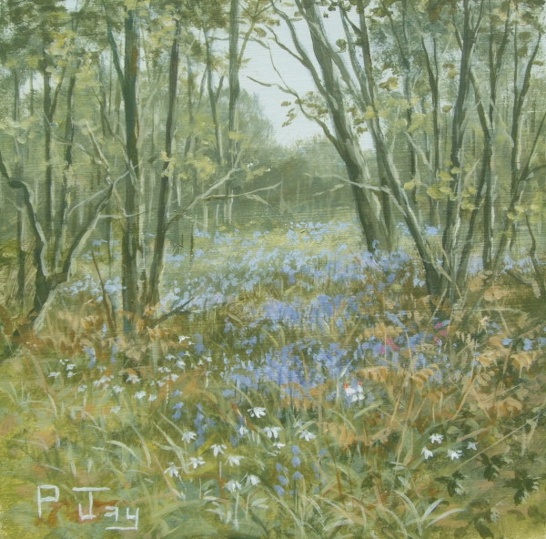X01 (SOLD) Bluebells in the wood