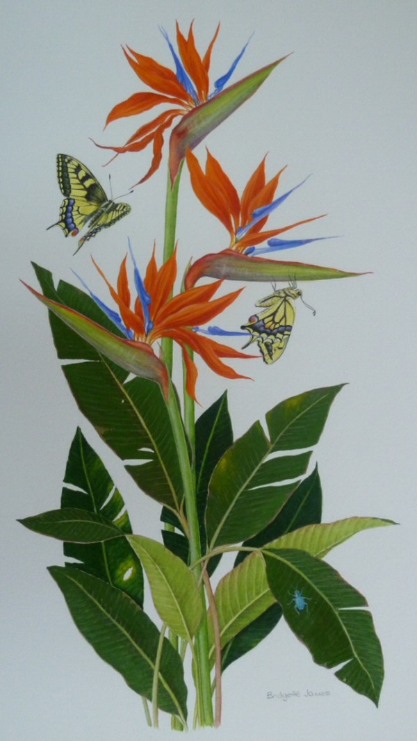 X (SOLD) Bird of Paradise Flowers and Swallowtails