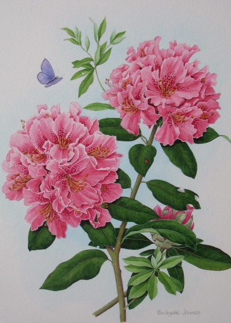 (ref b) Rhododendron (Cynthia)