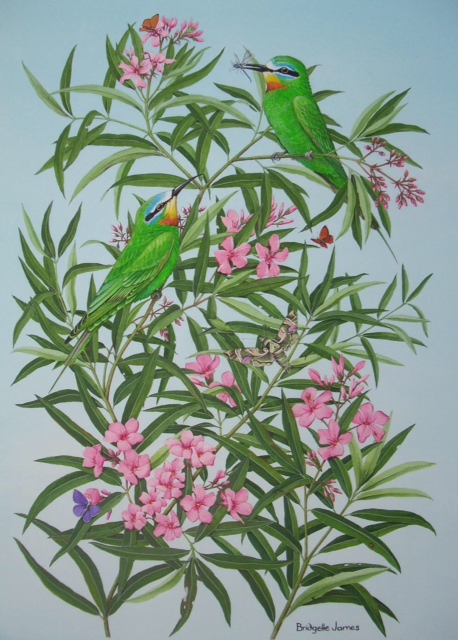 X (SOLD) (ref b) Blue Cheeked Bee Eaters on Oleander