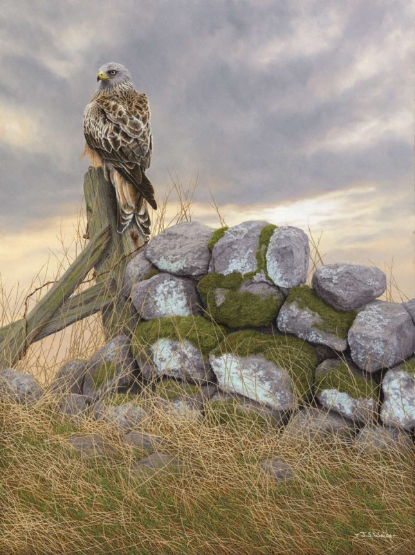 X (SOLD) Surveying the scene (Red Kite)