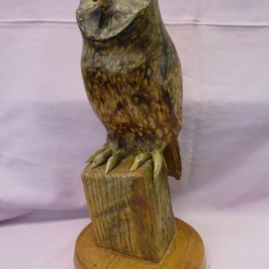 X(SOLD) Short Eared Owl (Lime)