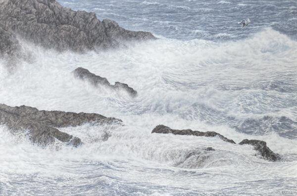 Crashing Surf against the rocks (Herring Gull)