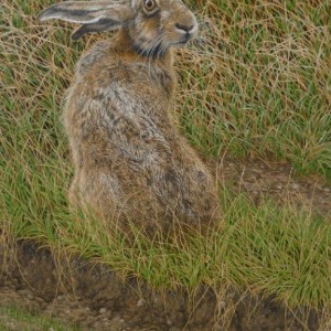 X (SOLD) “Looking Back” (Hare)