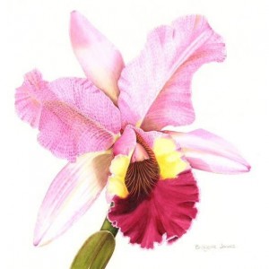 (ref b) Cattleya Orchid