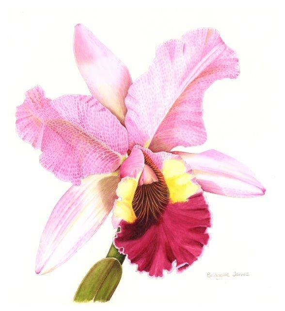 (ref b) Cattleya Orchid