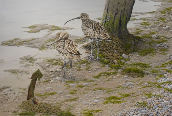 X (SOLD) Curlews at Low Tide