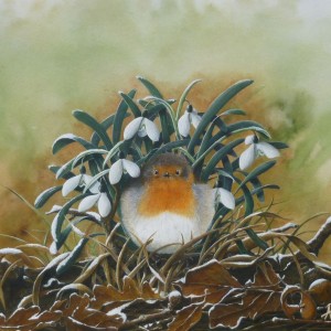 X(SOLD) Sheltering Robin