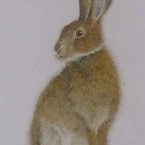 X (SOLD) Hare Collection “Sitting”