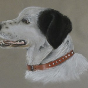 Dog Commission in Pastel (Whisky) Terrier Cross (SOLD)
