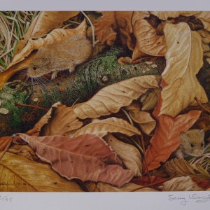 Signed Limited Print (unframed) – Amongst the Leaves