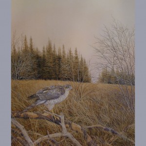 Signed Limited Print (unframed) – Sparrowhawk