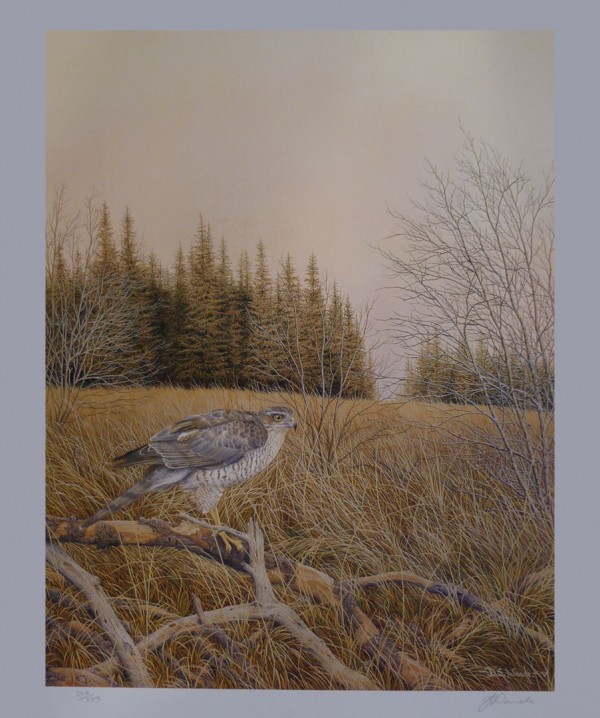Signed Limited Print – Sparrowhawk