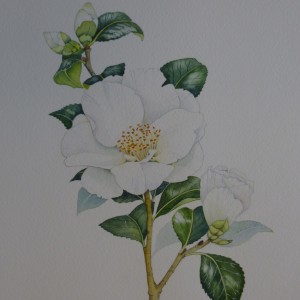 X (SOLD) White Camellia