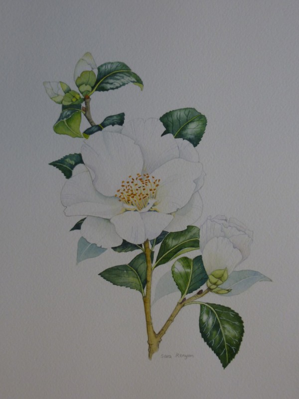 X (SOLD) White Camellia