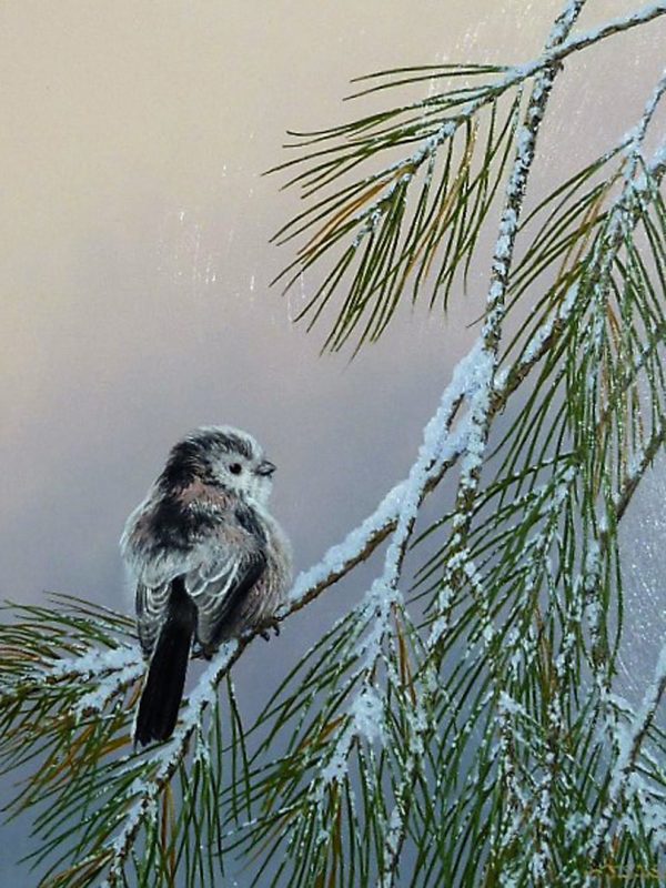 X(SOLD) “Fluffed Out” Winter Pines (long Tailed Tit)