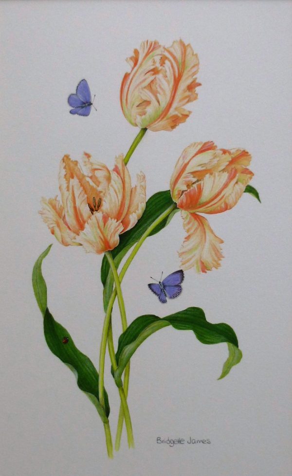 X (SOLD) Tulips and Holly Blue Butterflies