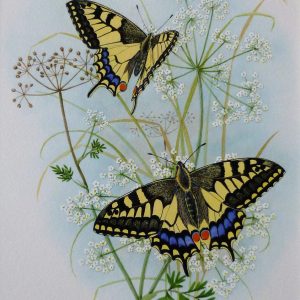 X (SOLD) (ref a) Swallowtail Butterflies amongst Milk Parsley