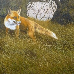 Fox in Long Grass