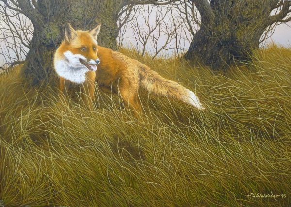 Fox in Long Grass