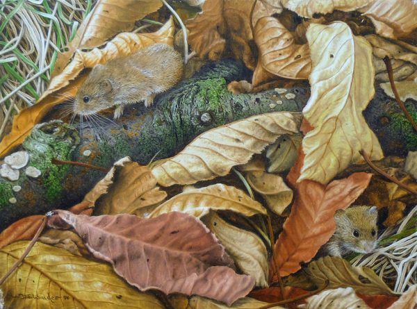 X(SOLD) Amongst the Leaves (Bank Voles)