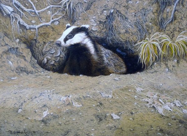 X (SOLD) Venturing Out (Badger)