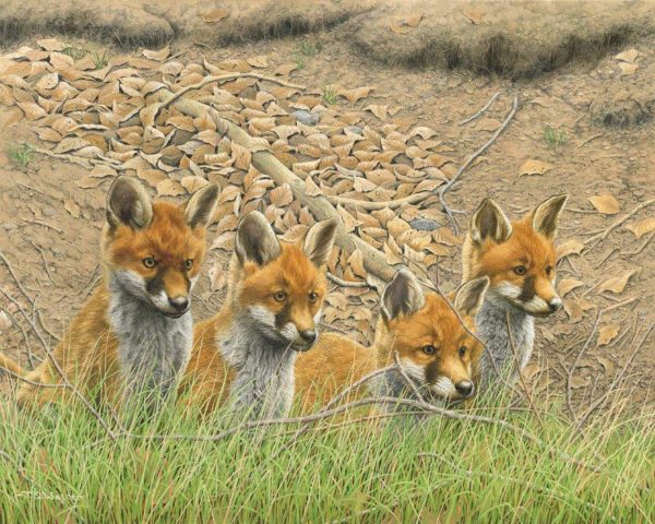 Fox Cubs – Waiting for Mum!