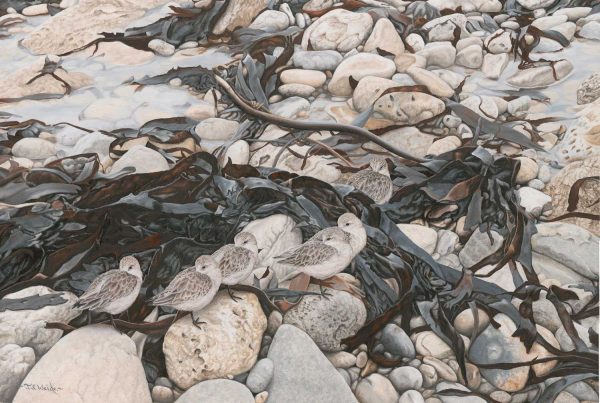 High Tide Roost – Sanderlings