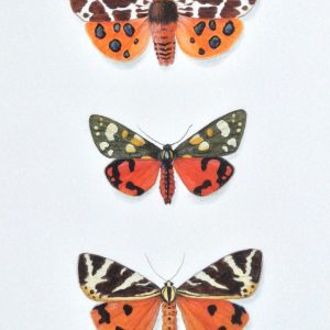 (ref b) Tiger Moths – Garden Moth, Scarlet Moth, Jersey Moth