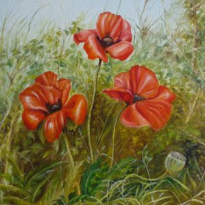 Poppies in a hedgerow