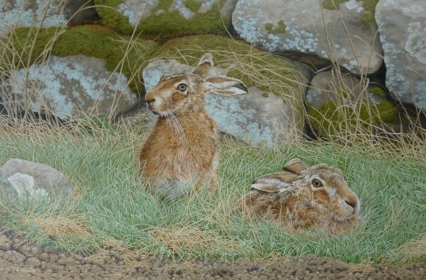 Brown Hares – Guarding the Doe