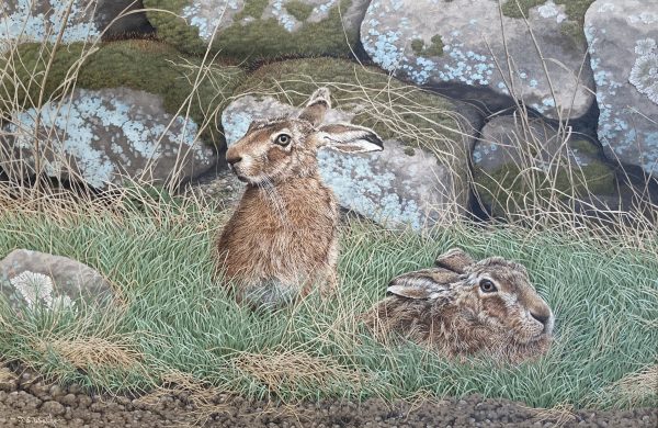 Guarding the Doe (Brown Hares)