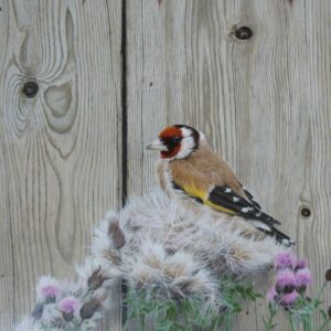 X (SOLD) A Gold Finch
