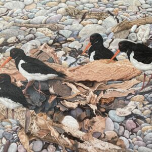 “A” – New Painting – Walking the Line (Oyster Catchers)
