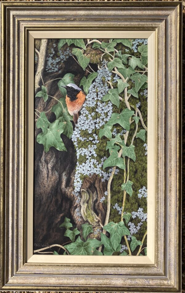 Redstart (Showing Frame)