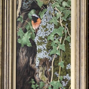 A Redstart – Showing the Frame