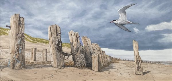 “Protectors of the Sands” Common Tern