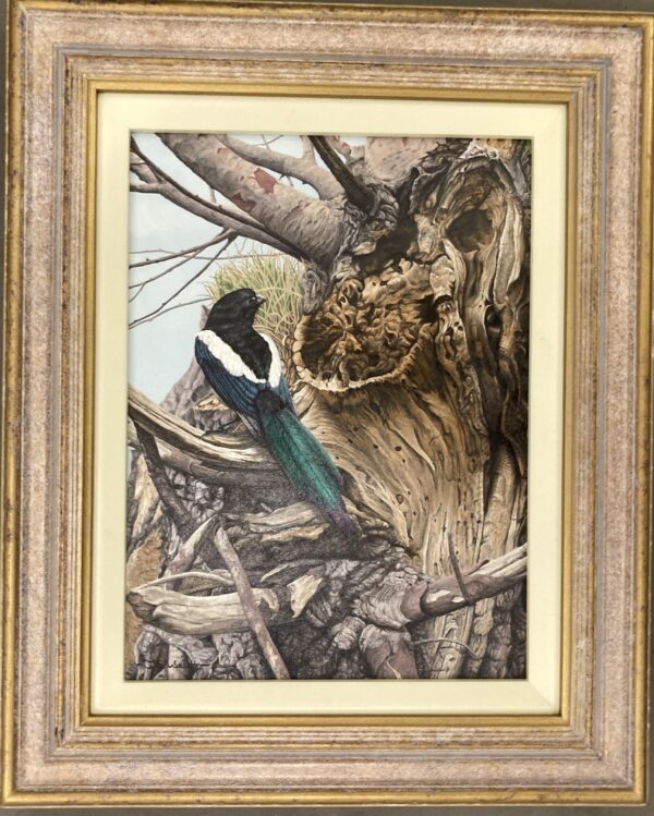 A Magpie – Showing the Frame