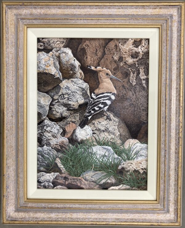 A Hoopoe – Showing the Frame