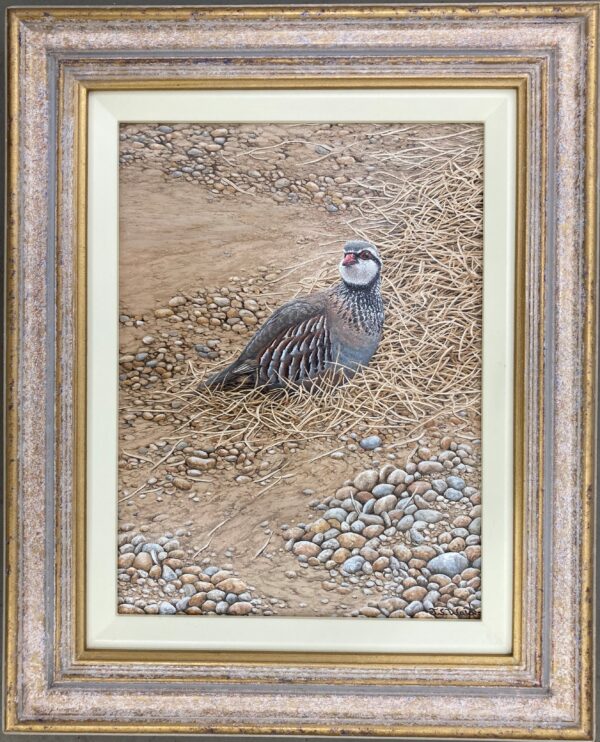 A Red Legged Partridge – Showing the Frame