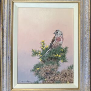 A Linnet – Showing the Frame