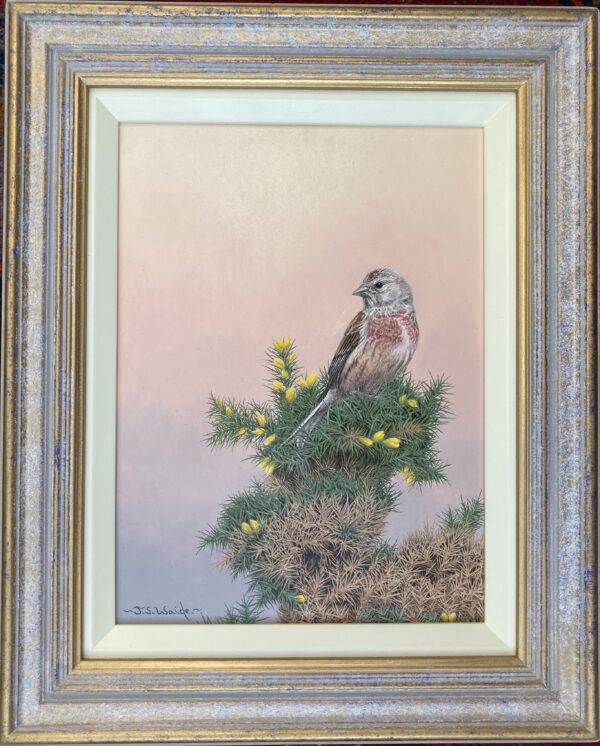 A Linnet – Showing the Frame