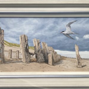 “Protectors of the Sands” Common Tern – Showing the Frame