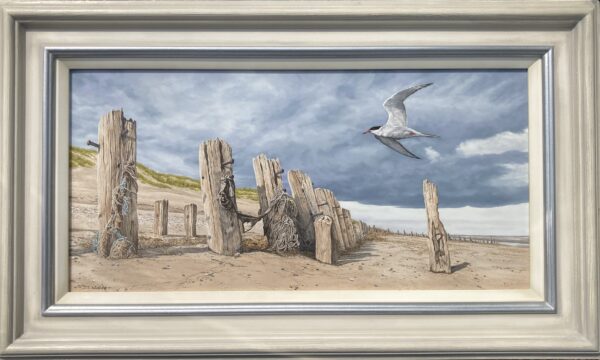 “Protectors of the Sands” Common Tern – Showing the Frame